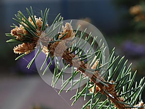 Young spruce twigs