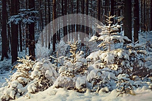 Young spruces in the forest covered with snow.