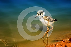 young Spur winged Lapwing