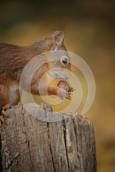 Young squirrel