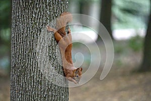 Young squirrel eating on a tree in the park