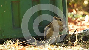 Young Squirrel in the Park. Indian palm squirrel eating and staring at something in garden. Squirrel having lunch on a cold day.