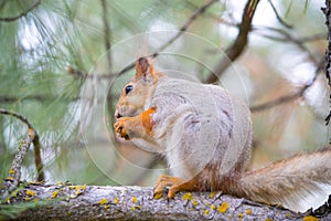 A young squirrel sits on a branch. Looks into the frame.