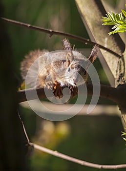 A young squirrel sits on a branch of a row
