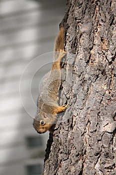 Young squirrel