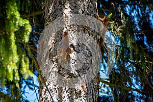 Young squirrels climbing on a tree