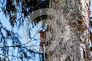 Young squirrels climbing on a tree