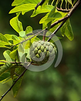 young srikaya fruit with green scales and a dark background photo
