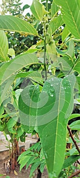 young srikaya leaves and fruit photo