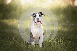 Young Stafford sitting in a meadow. The American Staffordshire terrier is a dog breed that has ancestors in English bulldogs and t