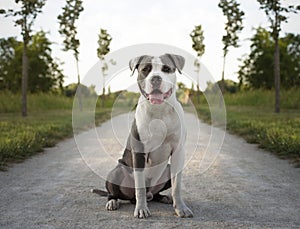 Young Stafford sitting in a meadow. The American Staffordshire terrier is a dog breed that has ancestors in English bulldogs and t