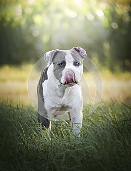 Young Stafford sitting in a meadow. The American Staffordshire terrier is a dog breed that has ancestors in English bulldogs and t