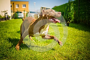 Young Staffordshire having fun running in a garden