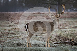 Young stag has spotted a female deer