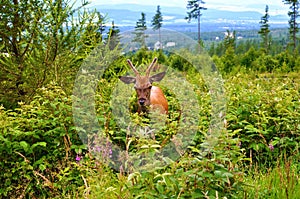 Young stag