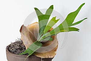 Young Staghorn Fern with Brown Sterile Shield