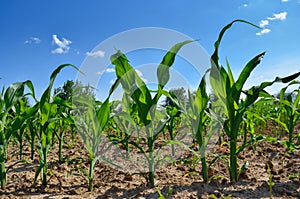 Young stalks of corn in a field against a blue sky