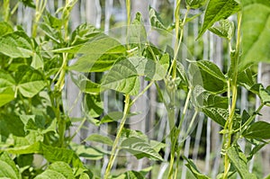 Young stalks of a string bean