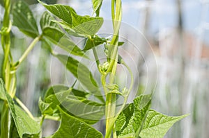 Young stalks of a string bean