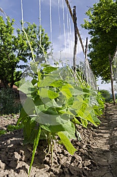 Young stalks of a string bean