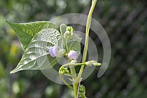 Young stalks of a string bean in the bloom