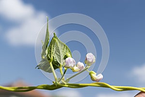 Young stalks of a string bean in the bloom