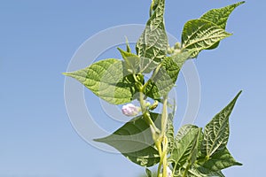 Young stalks of a string bean in bloom