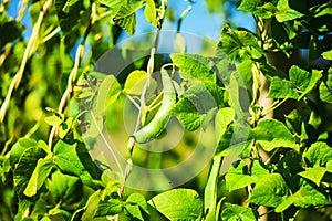 Young stalks of a string bean on poles