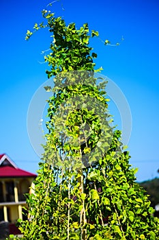 Young stalks of a string bean on poles on the background of blue sky