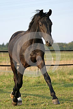 Young stallion photo