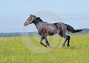 Young stallion running