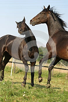 Young stallions having fun