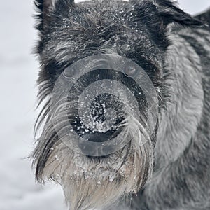 Young standard schnauzer