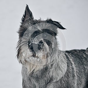 Young standard schnauzer