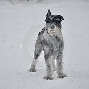 Young standard schnauzer