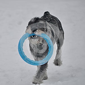 Young standard schnauzer