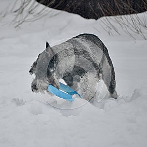 Young standard schnauzer