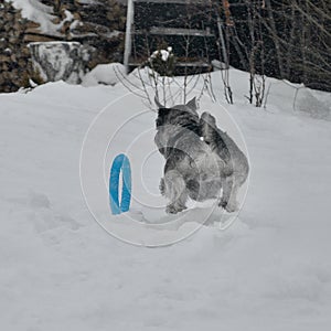 Young standard schnauzer