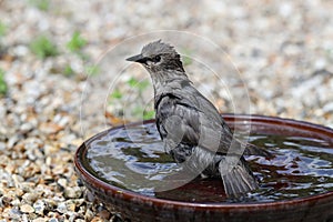 Young Starling bathing