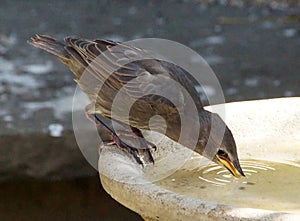 Young Starling on a birdbath