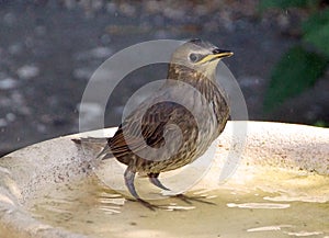 Young Starling on a birdbath