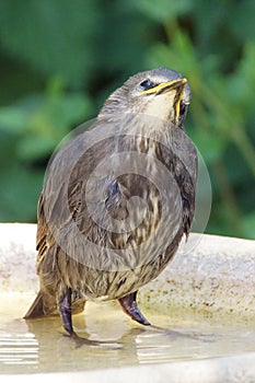 Young Starling on a birdbath