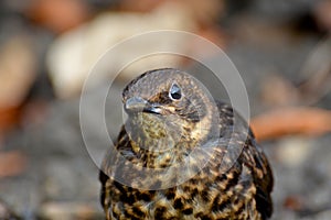 A young starling looks inquisitively ahead