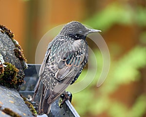 Young starling perched on roof