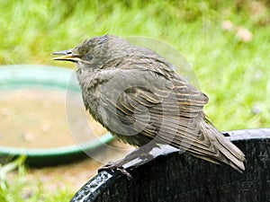 Young Starling on a planter