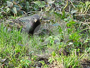 Young starling among spring grass on blurry background