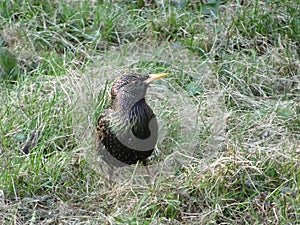 Young starling among spring grass on a blurry background