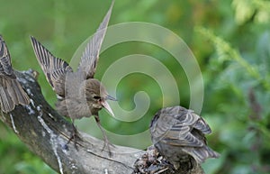 A young Starling Sturnus vulgaris perching on a tree with its beak open and wings spread. The young birds have been fighting ove