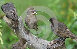 A young Starling Sturnus vulgaris perching on a tree stump with its beaks open. The young birds have been fighting over food.