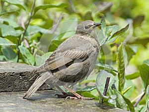 Young Starling on a tiled roof